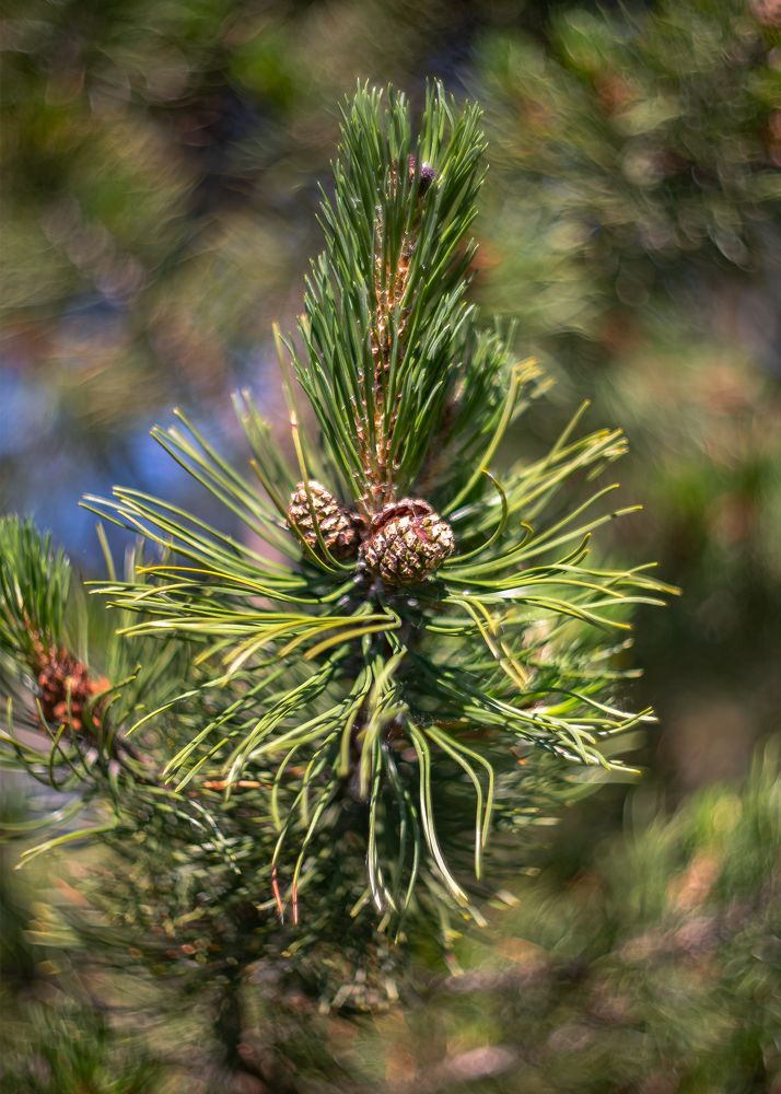 Шишки иголки