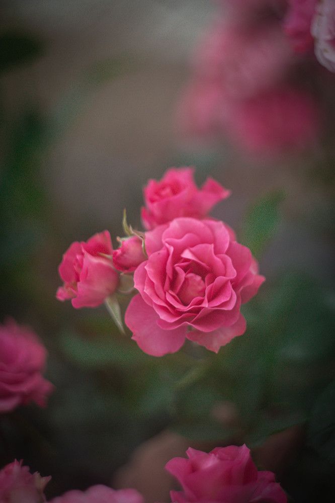 Фотография автора Юлия Трубанова