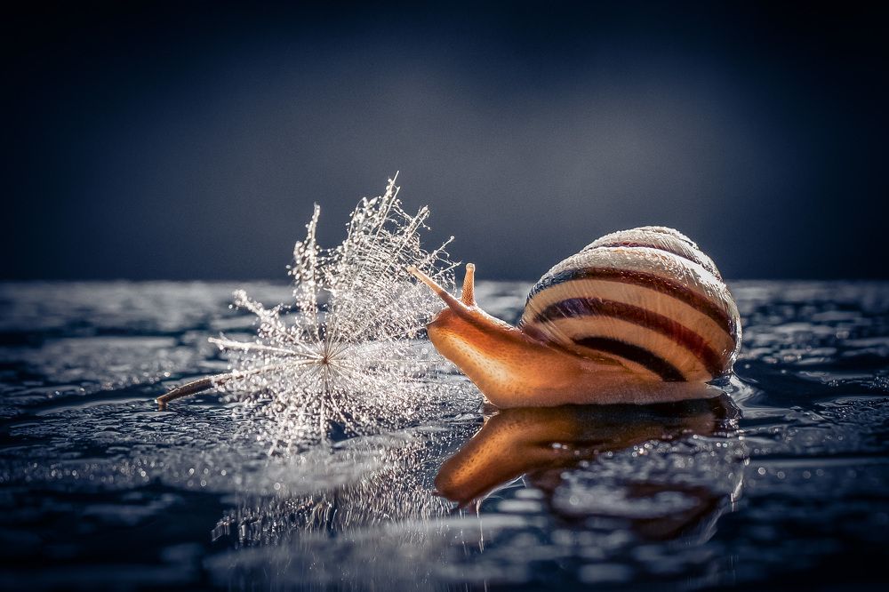 Photograph by Алла Вовк