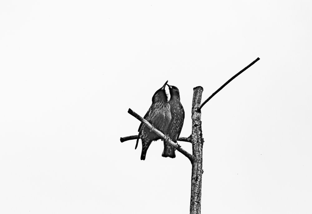 Любовная история