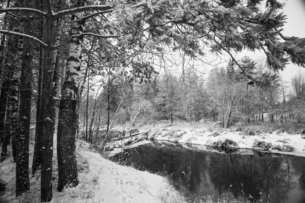 Лесные стражи...