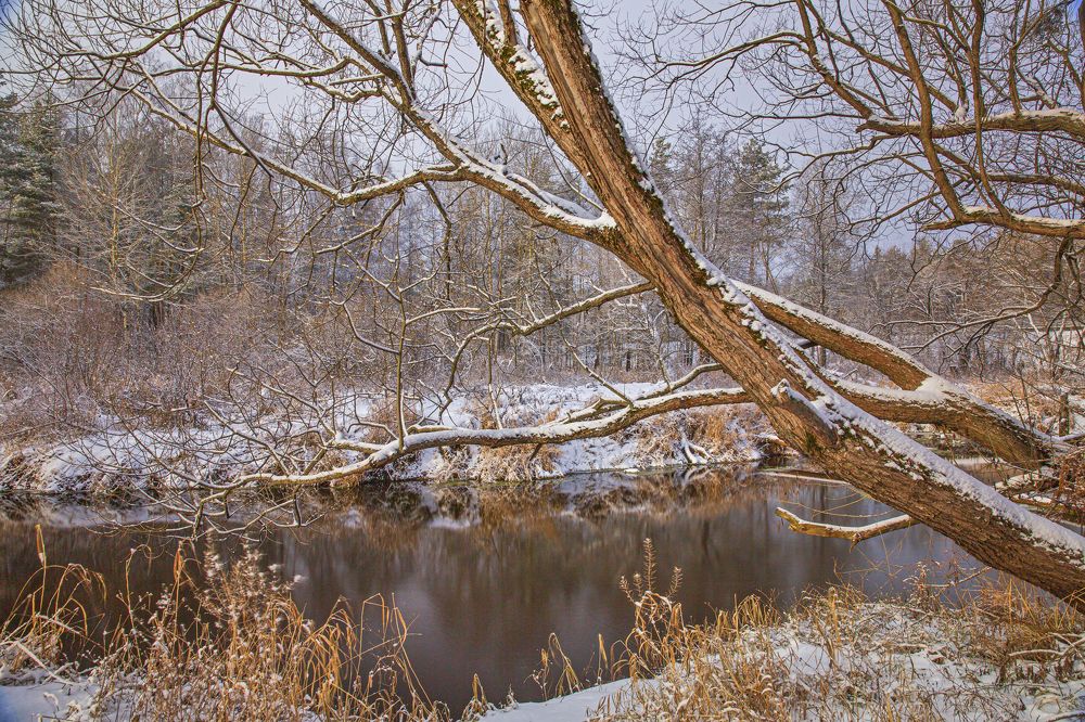 Лесные стражи...