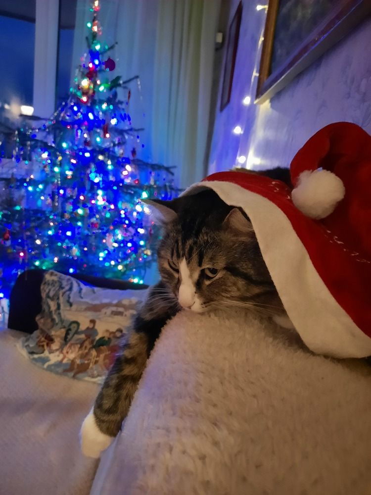О чем мечтают коты?