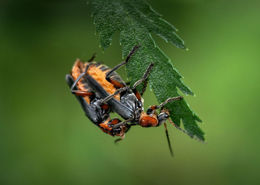 Планета Земля