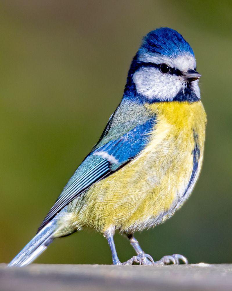 Photograph by Ellen Lichtenheldt