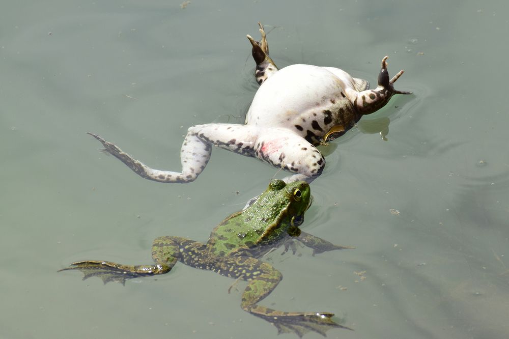 Весенние озерные лягушки