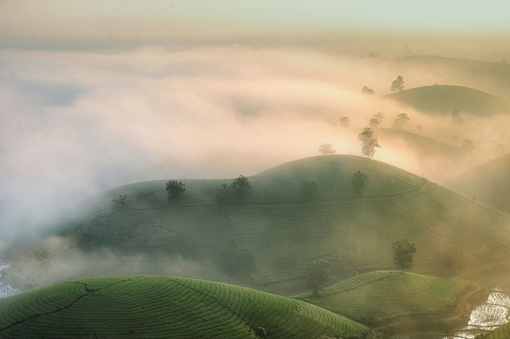 Morning on the tea hill