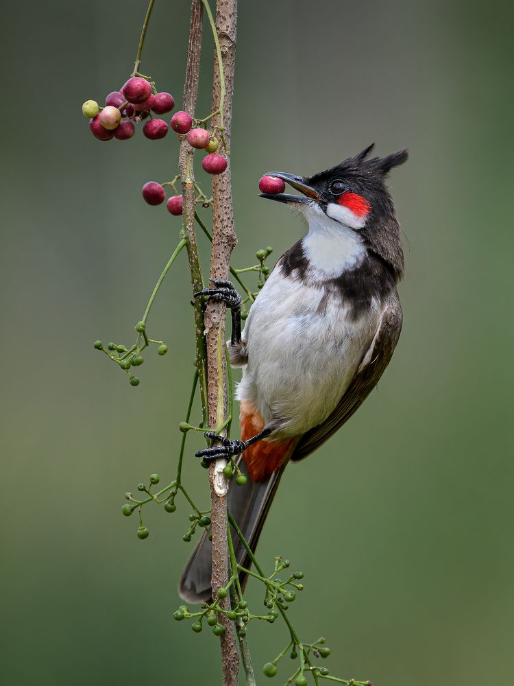 BULBUL PICKING CHERRY