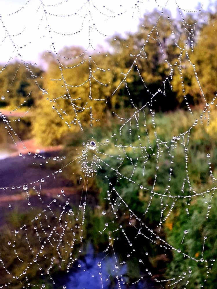 Летнее утро