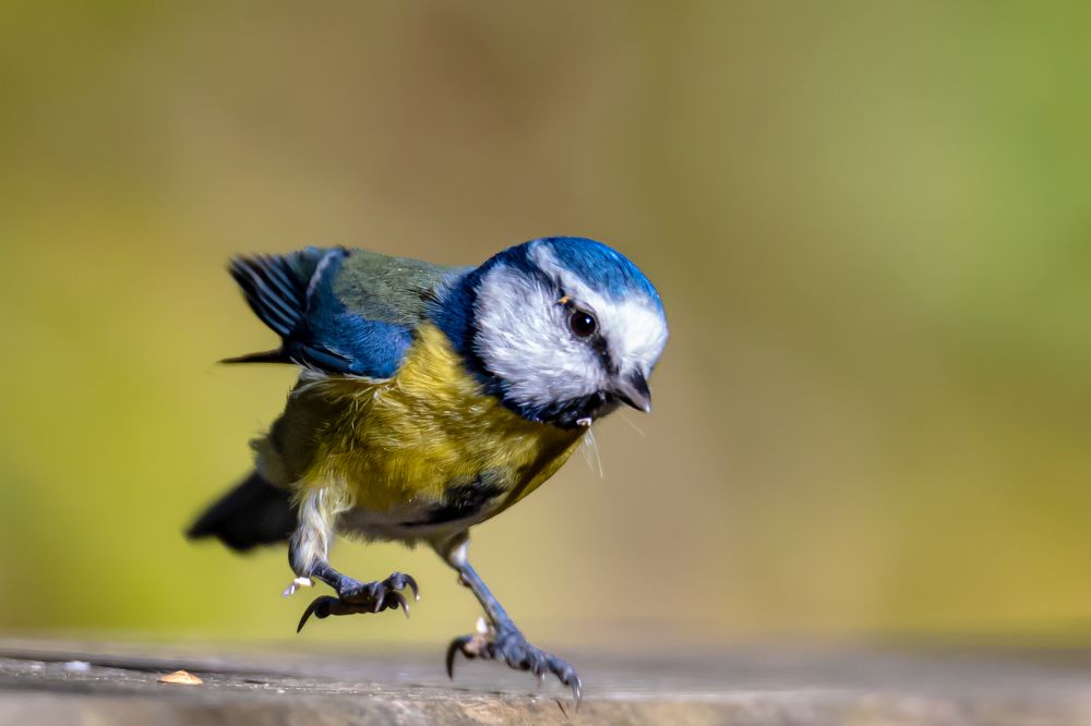 Photograph by Ellen Lichtenheldt