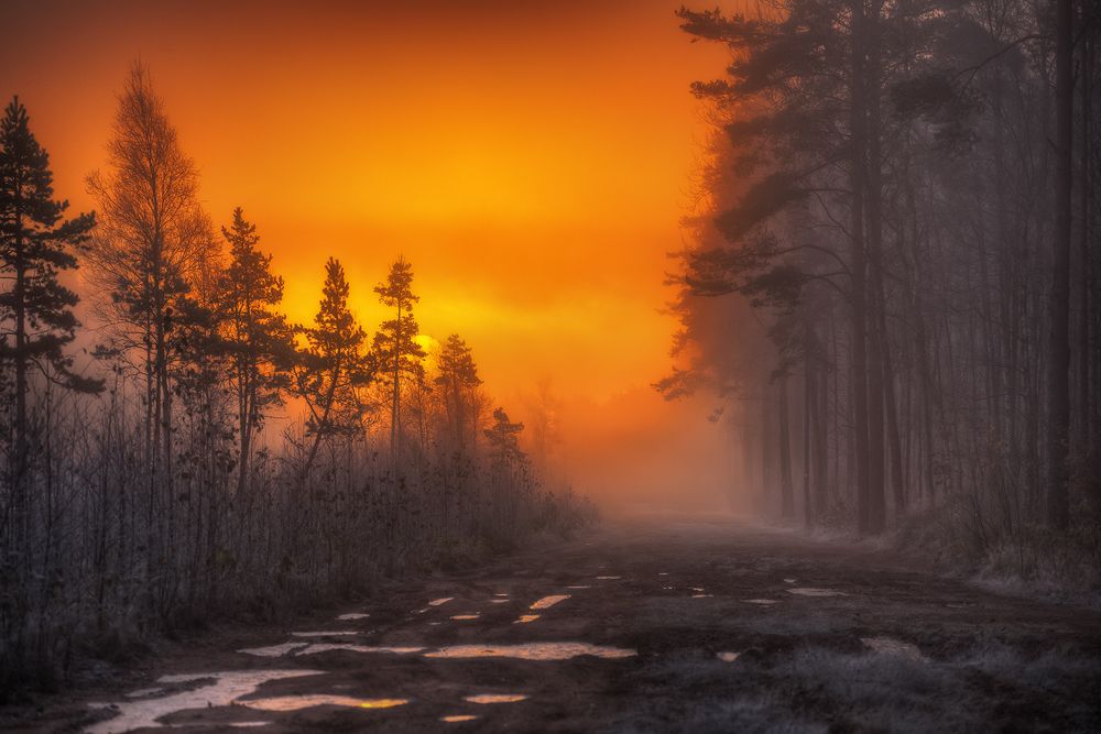 Морозное утро на лесной дороге...