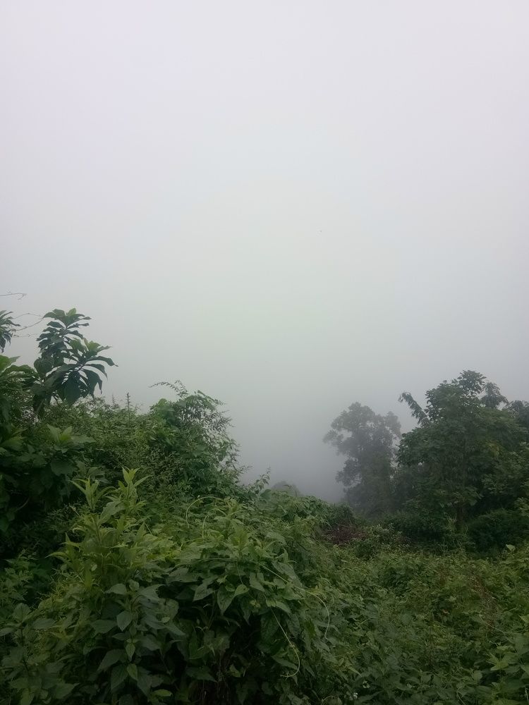 Foggy