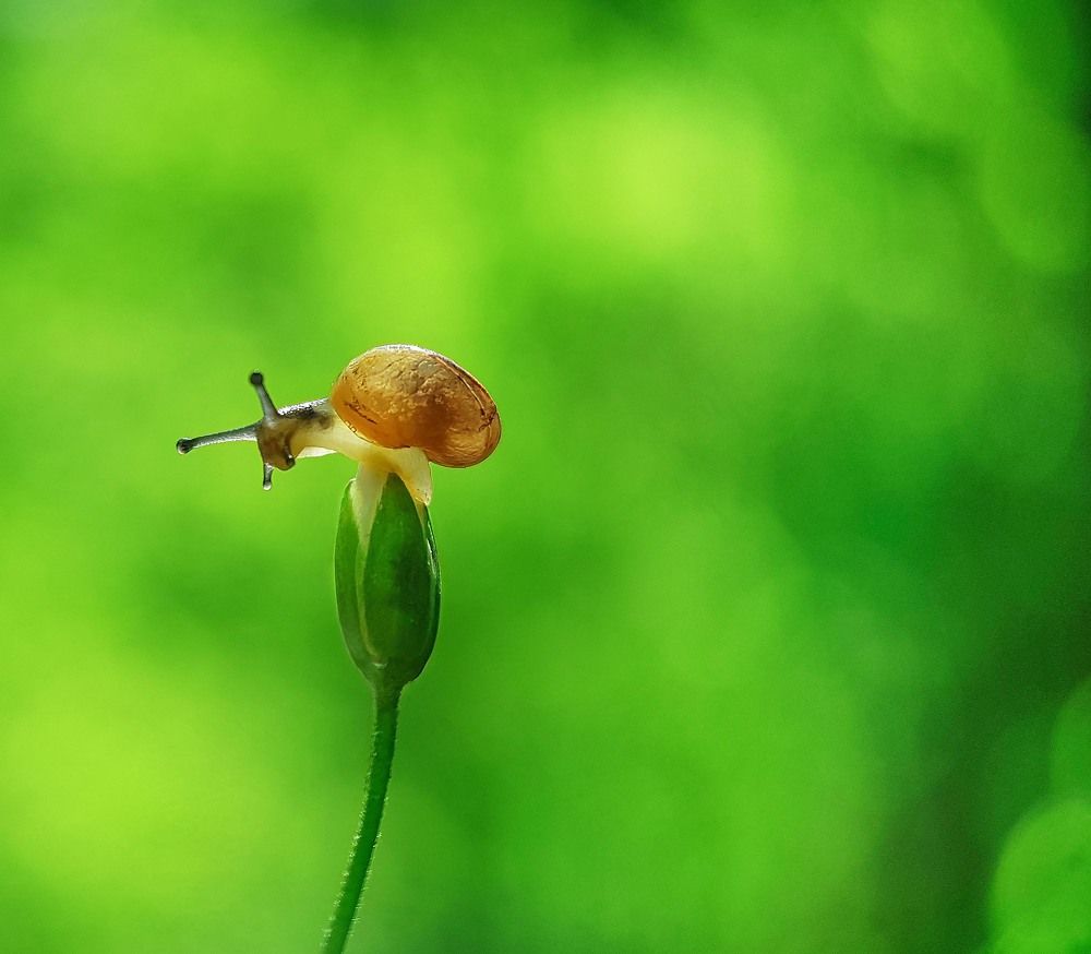 Фотография автора Анжелика