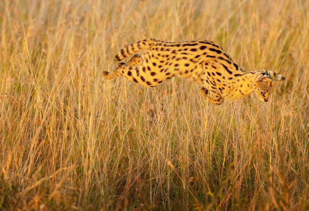 Фотография автора Vishnu Gopal