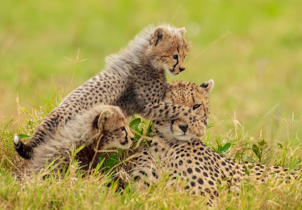 Photograph by Vishnu Gopal