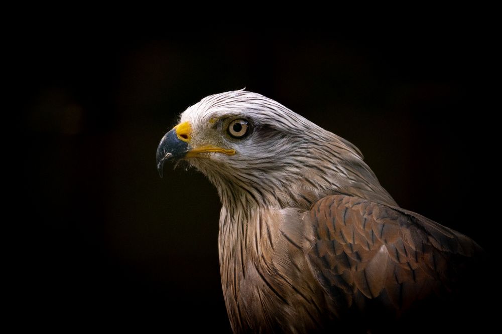 Фотография автора Patricia Machado