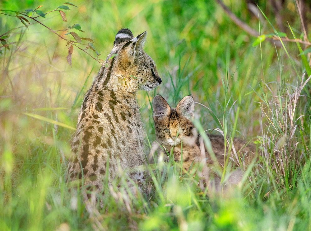 Фотография автора Vishnu Gopal