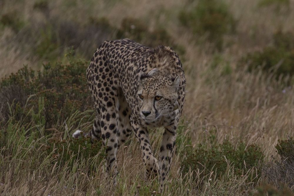 Photograph by Deon Oosthuizen