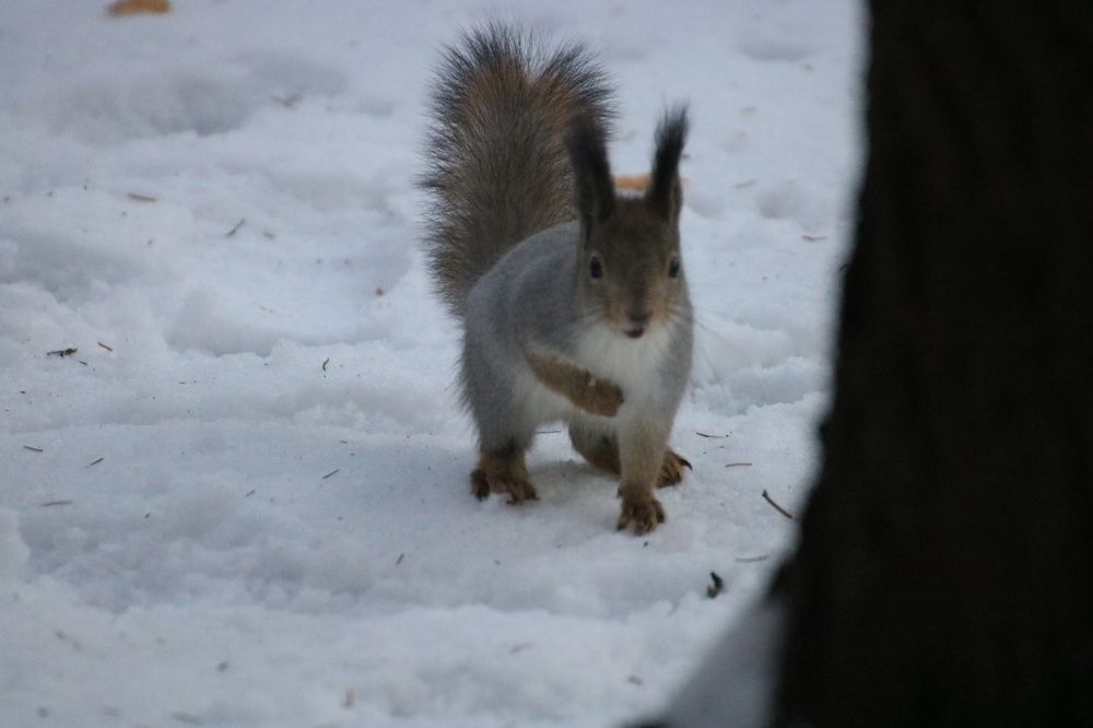 Из жизни белок