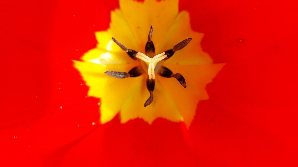 Photograph by ЭЛЬМИРА  ИСМАИЛОВА