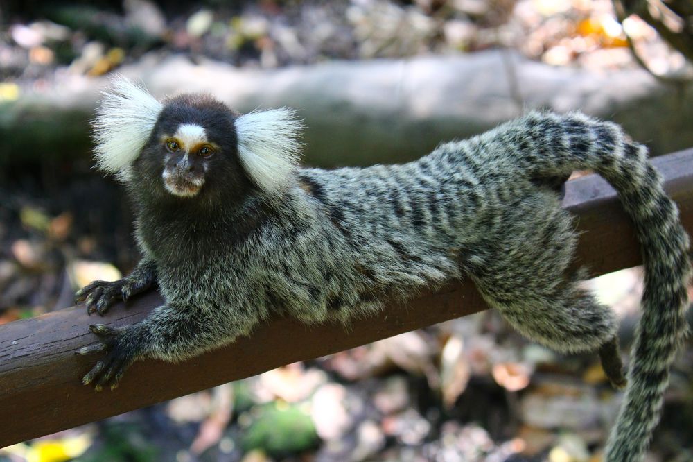 Фотография автора Cavalcante Pinheiro Filho José Flávio