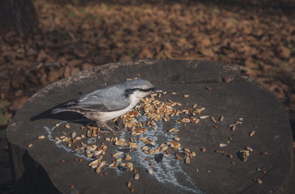 Photograph by Шаромов Иван