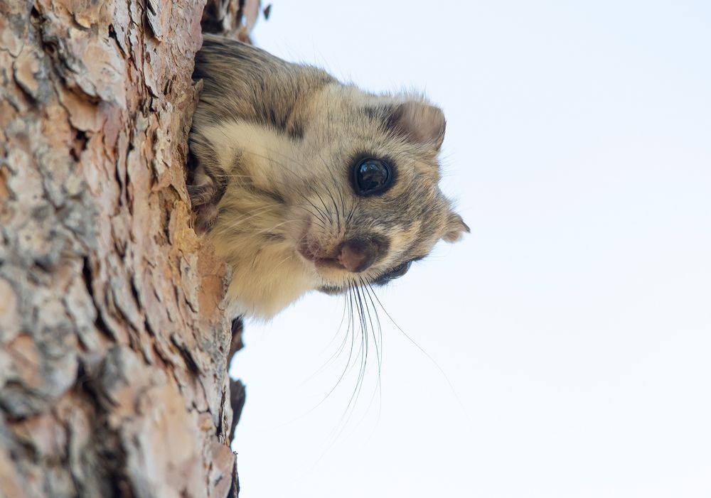 Photograph by Александр Кривошапкин