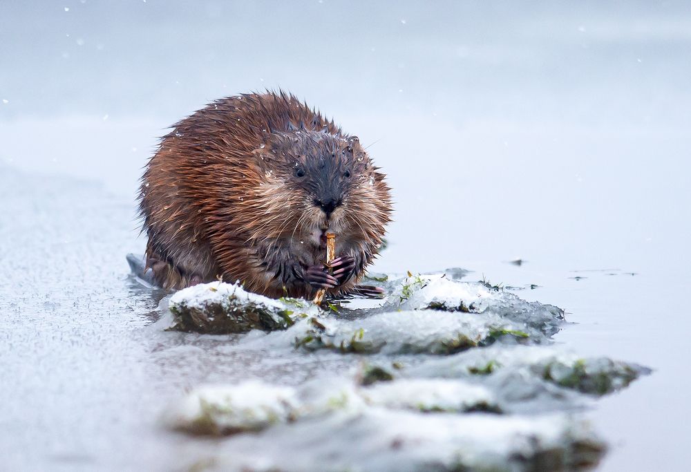 Photograph by Александр Кривошапкин