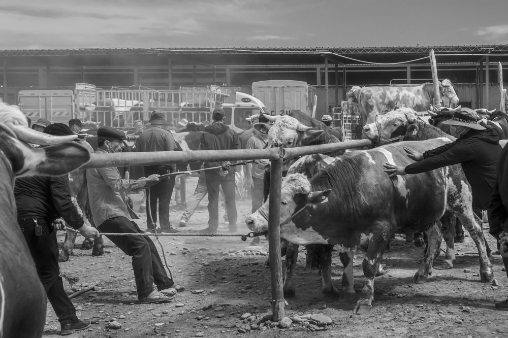 Cattle and sheep bazaar