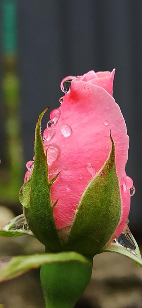 Капельки дождя