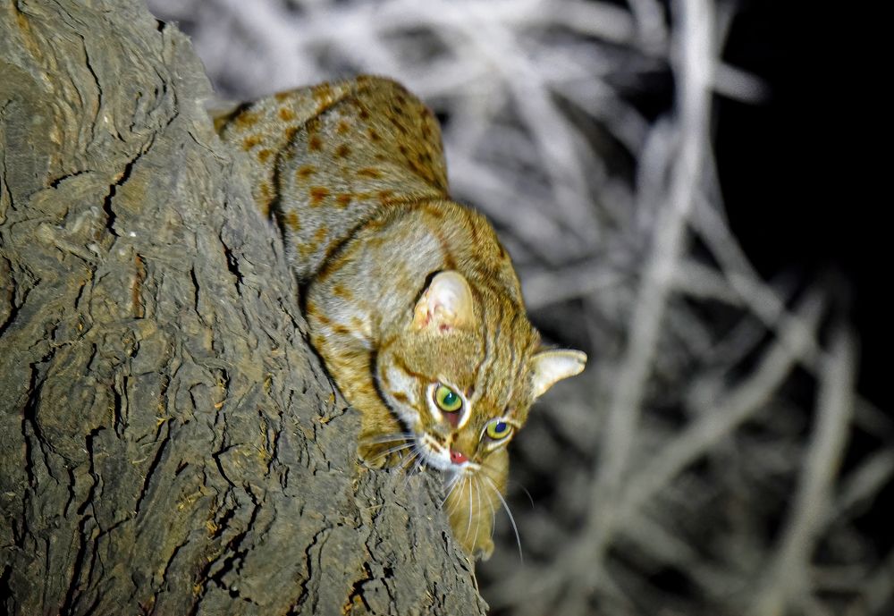 Photograph by Dharmesh Kanthariya