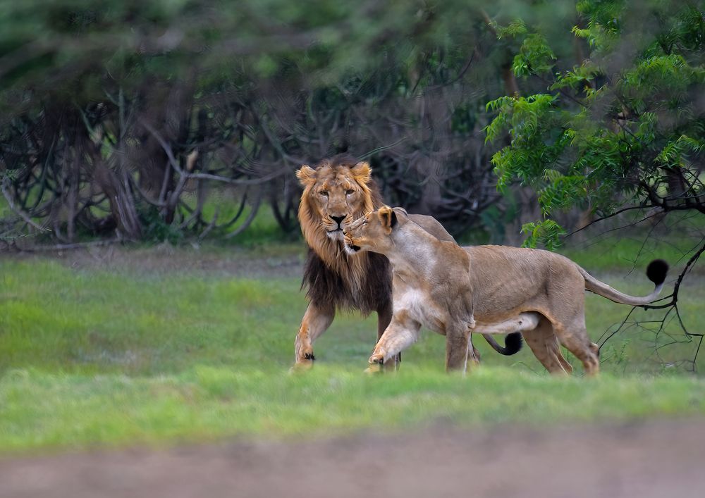 Photograph by Dharmesh Kanthariya