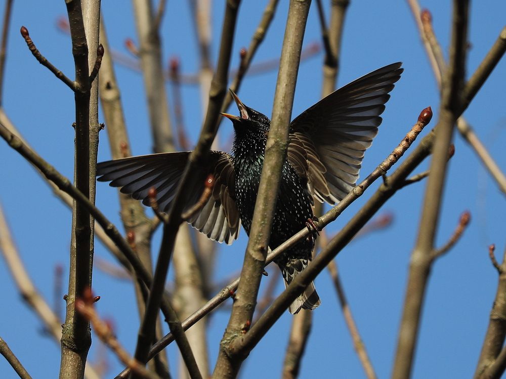 Поющий скворец