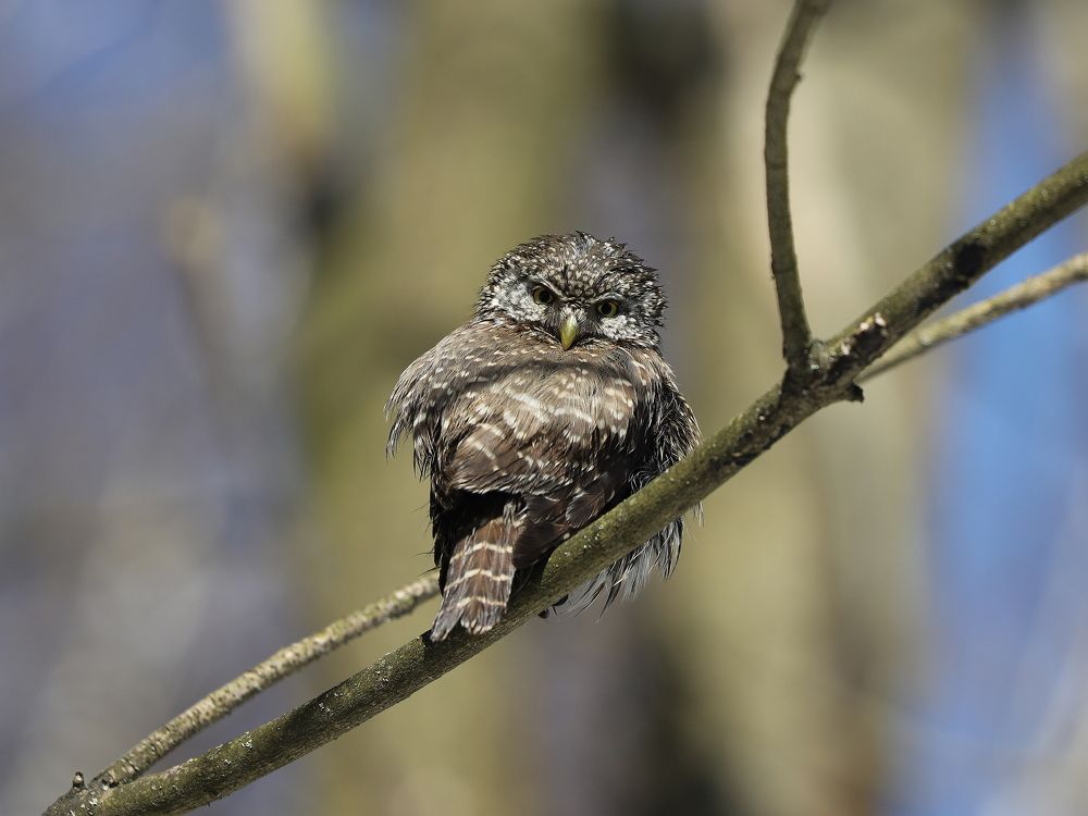 Грозный малыш