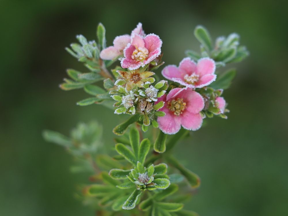 В сахарной пудре