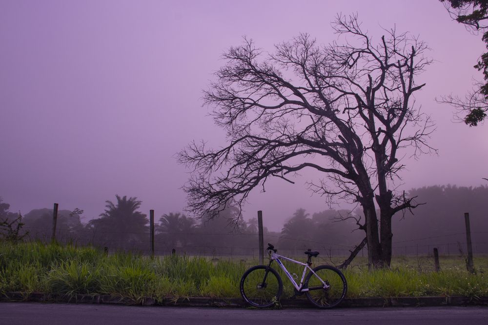 Purple morning