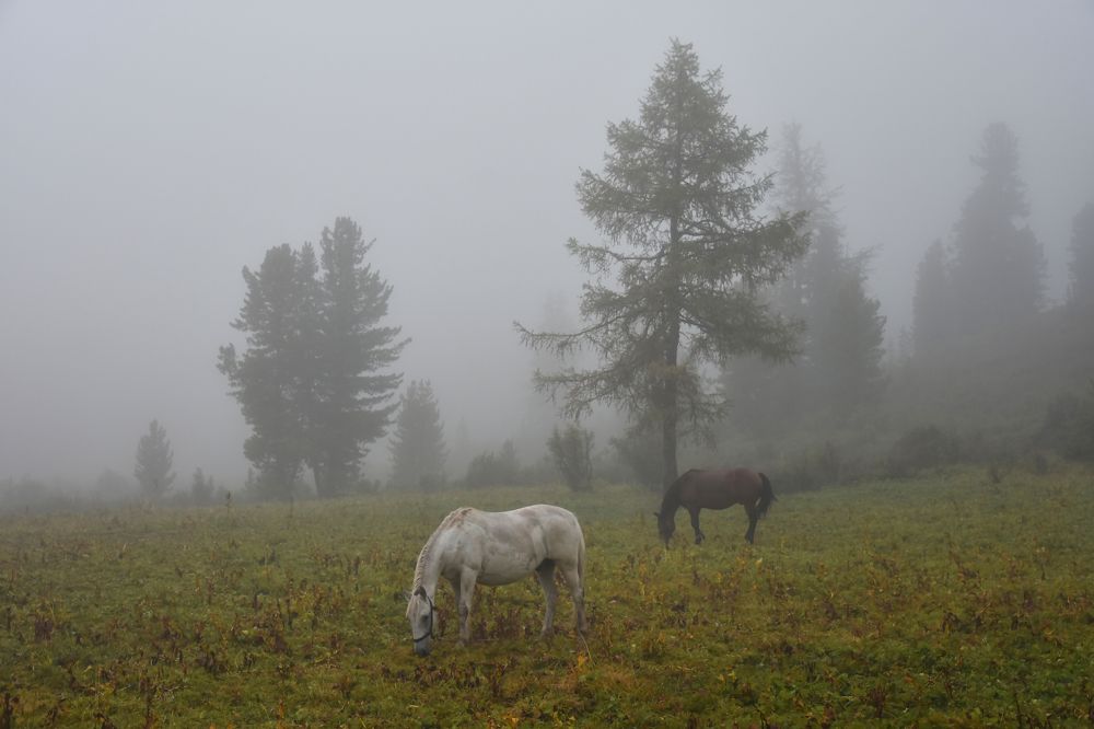 Туманный день.