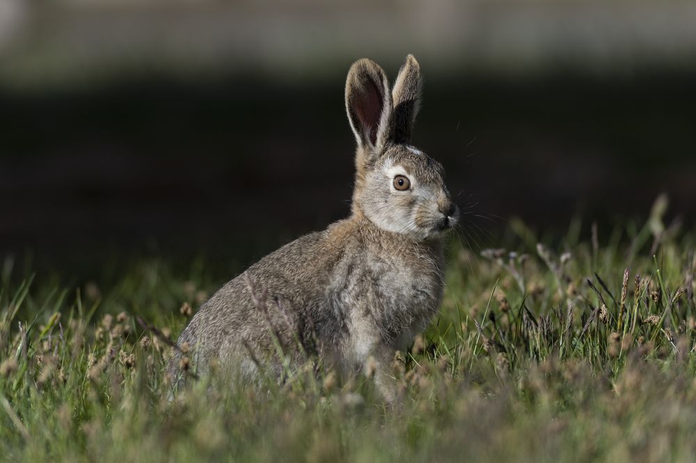 Photograph by Елена Вторушина