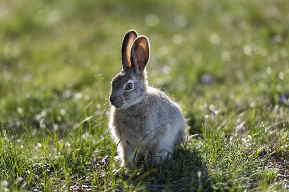 Photograph by Елена Вторушина