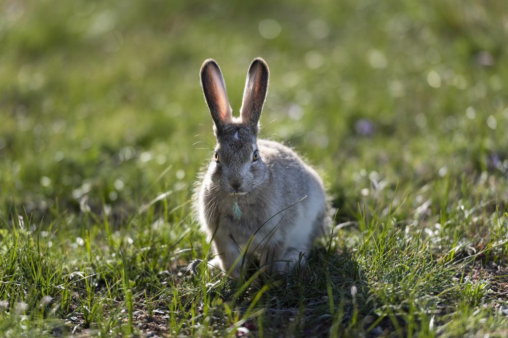 Зайцы Сайлюгема