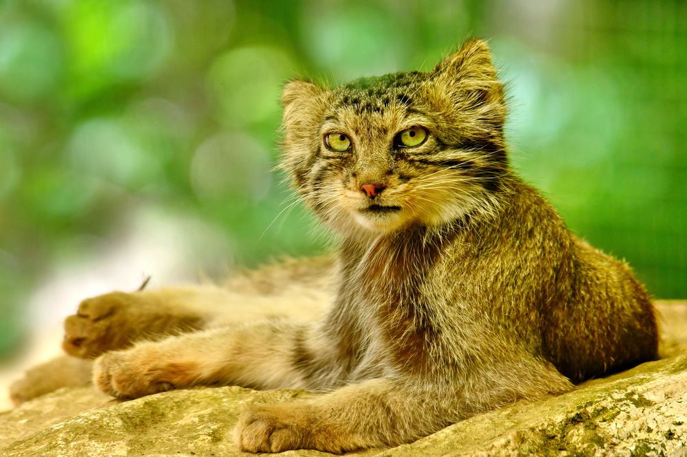 Manul or Chat de Pallas