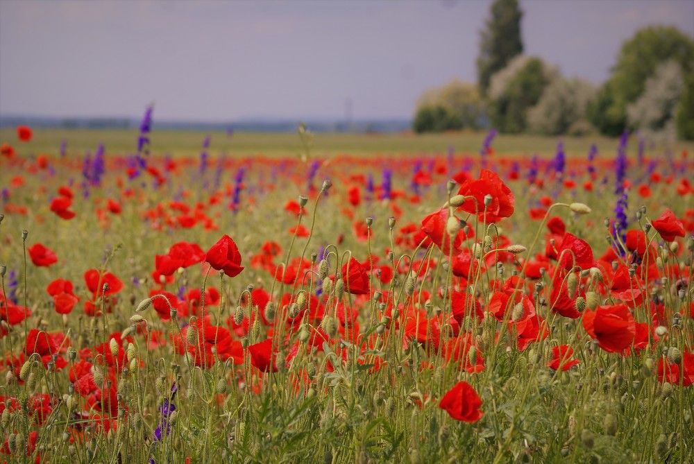 Photograph by Kálmán Rádai