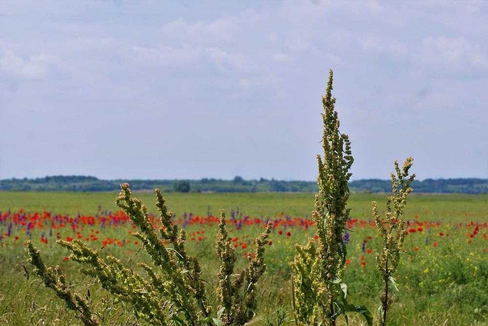 Photograph by Kálmán Rádai