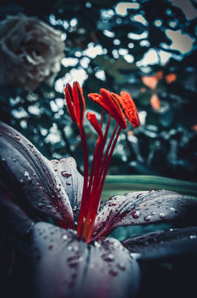 Photograph by Дмитрий Педченко