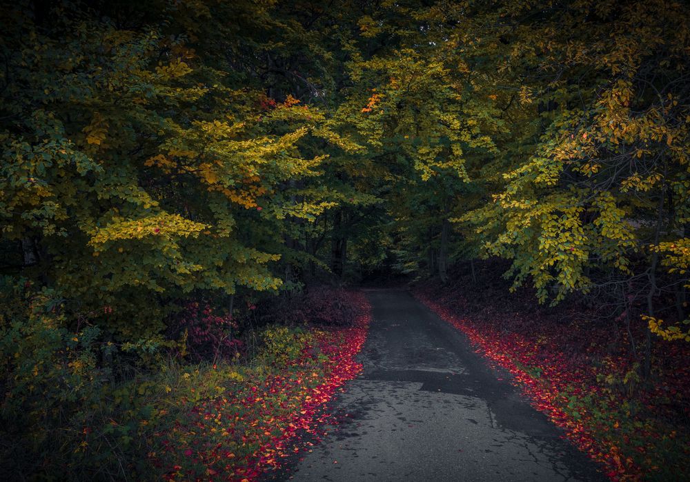 Photograph by Venelin Dimitrov