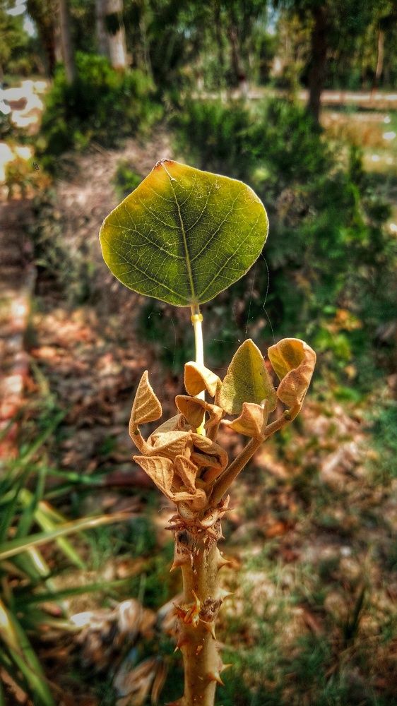 Photograph by Fahadkhan