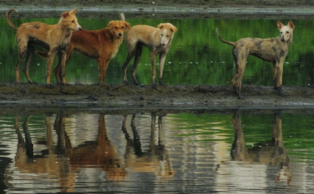 Photograph by Darshan Patil