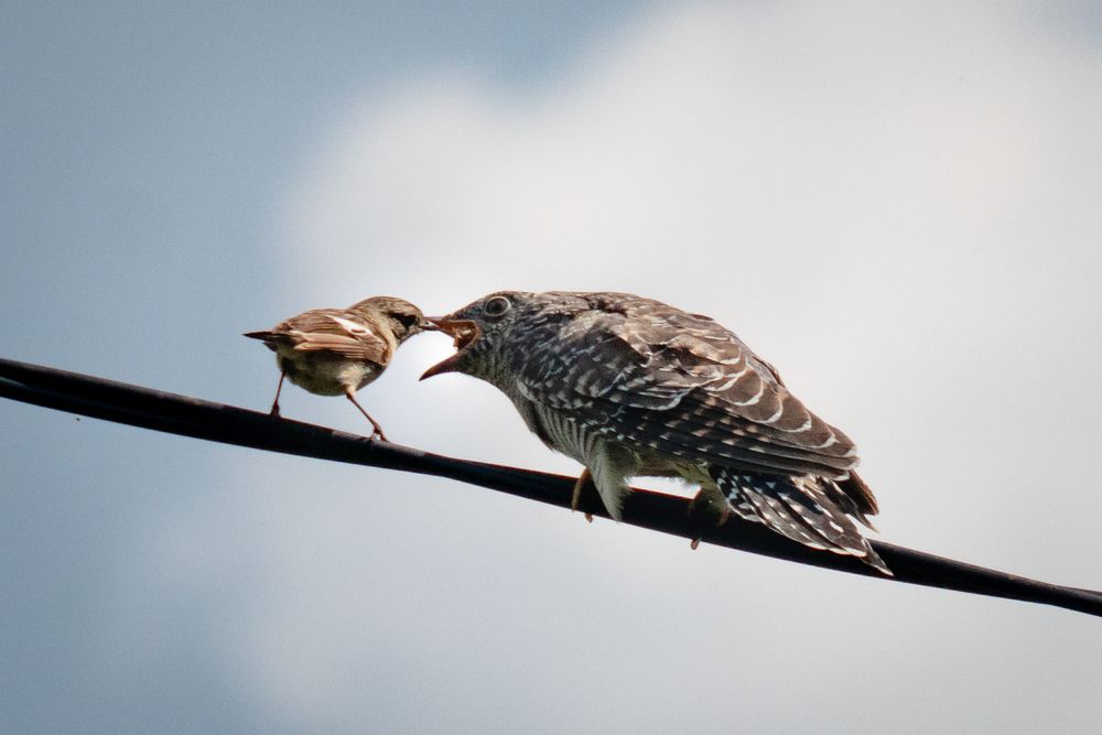 Кукушка (лат. Cuculus)