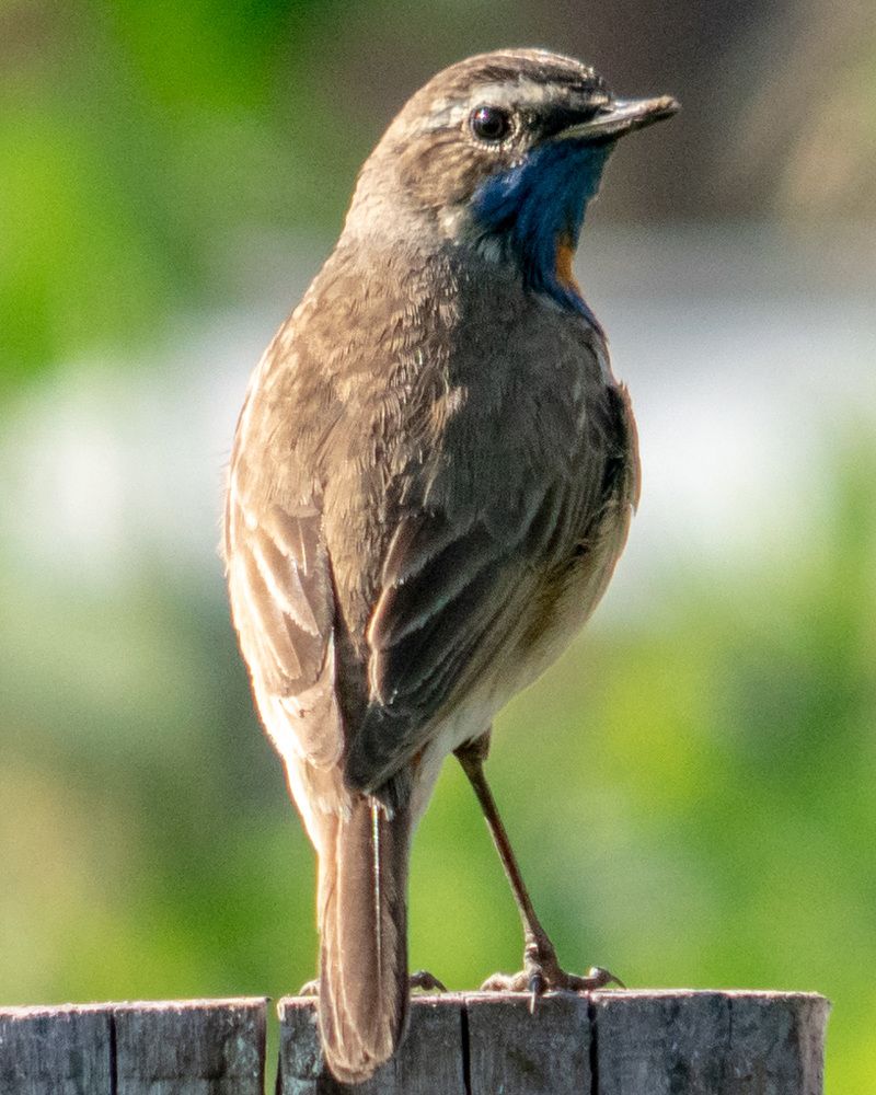 Вара́кушка (лат. Luscinia Svecica)