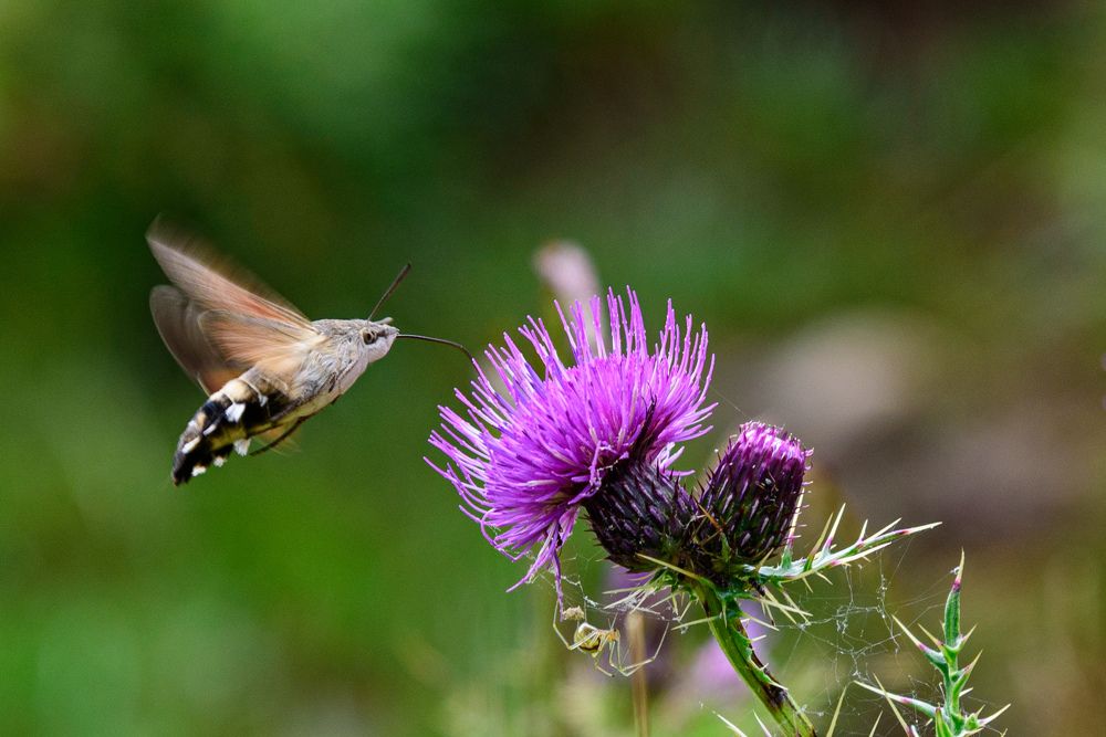 Photograph by Антон Бойков